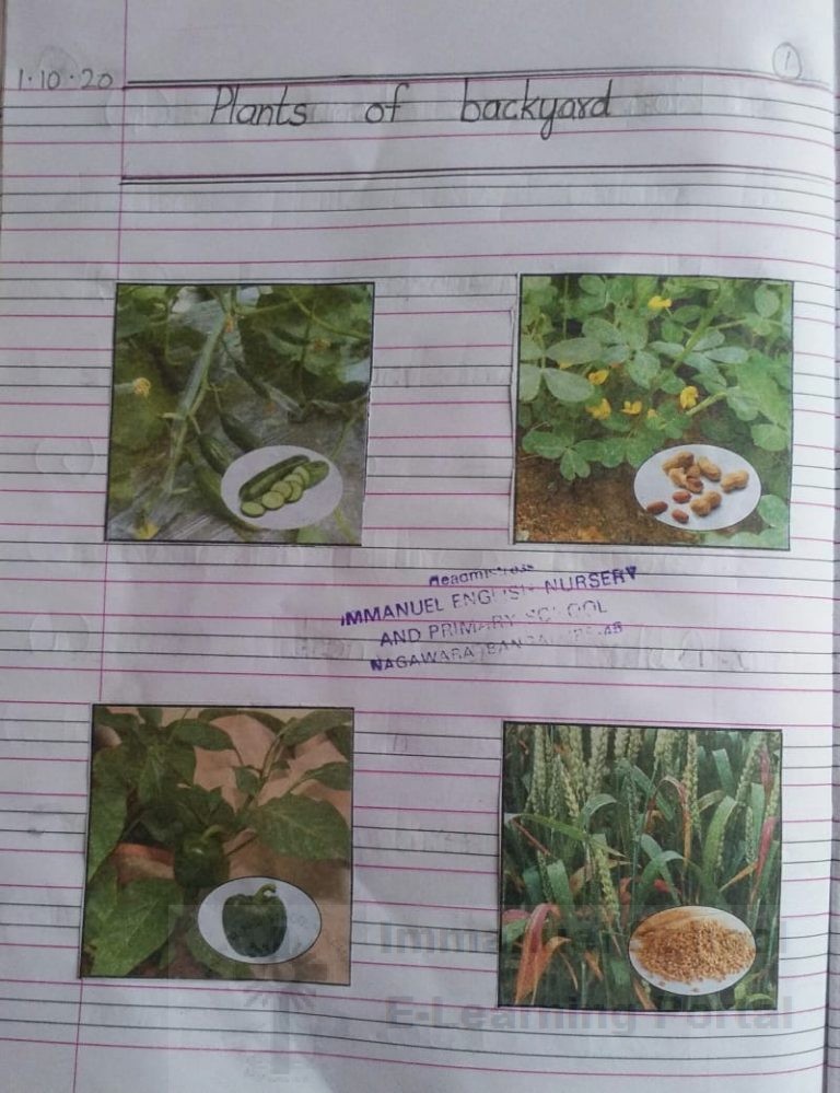 2nd std evs science plants of backyard lesson 03 notes immanuel